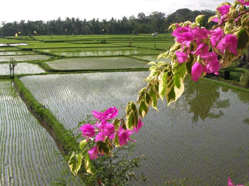 Green Field Hotel and Bungalow - Genel
