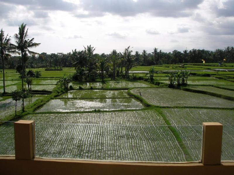Green Field Hotel and Bungalow - Genel