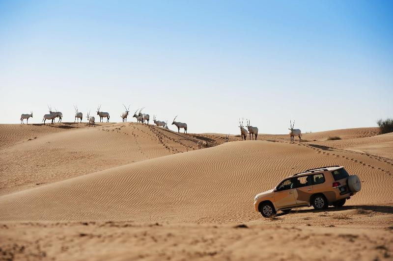 Al Maha, a Luxury Collection Desert Resort & Spa - Aktivite