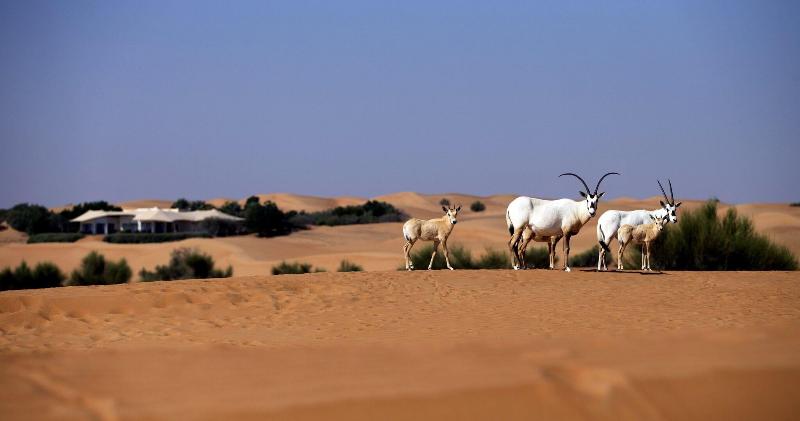 Al Maha, a Luxury Collection Desert Resort & Spa - Genel