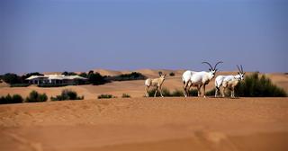 Al Maha, a Luxury Collection Desert Resort & Spa fotoÄŸrafÄ±