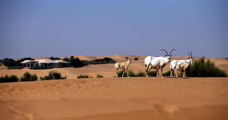 Al Maha, a Luxury Collection Desert Resort & Spa - Genel