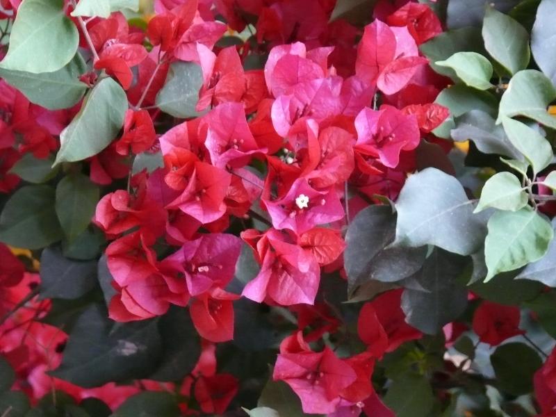 Riad Barroko - Genel