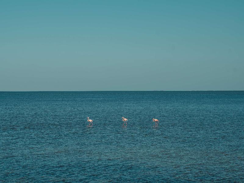 Radisson Blu Palace Resort & Thalasso Djerba - Genel