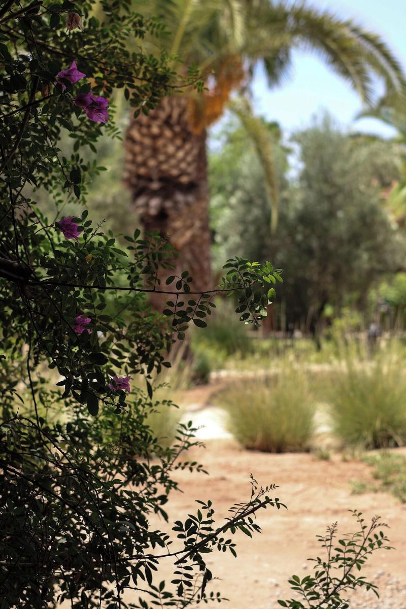 Villa al Assala Palmeraie - Teras