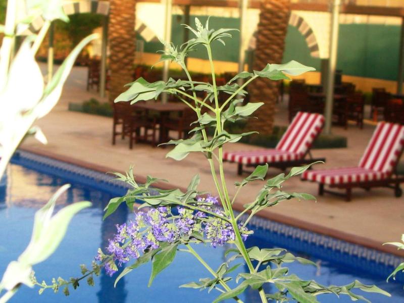 Holiday Inn Riyadh Izdihar - Havuz