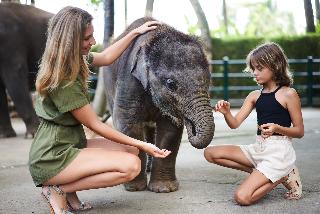 Mason Elephant Park and Lodge Gianyar Bali fotoÄŸrafÄ±