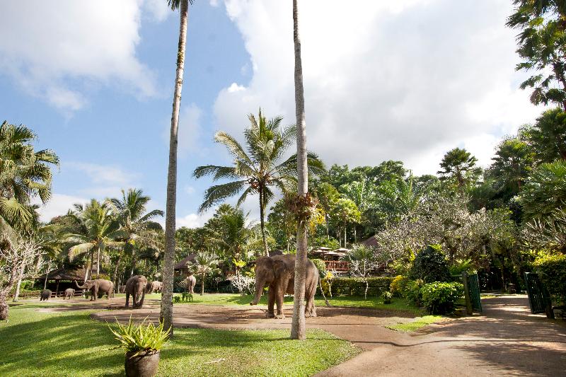 Mason Elephant Park and Lodge Gianyar Bali - Genel