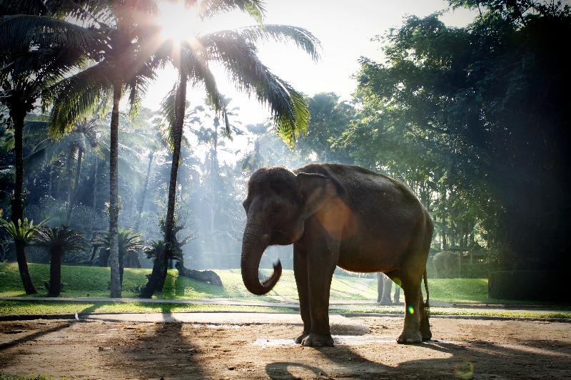 Mason Elephant Park and Lodge Gianyar Bali - Genel