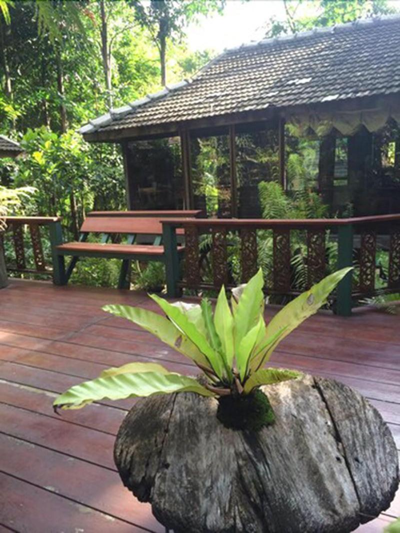 Fern Paradise Chiang Mai - Teras