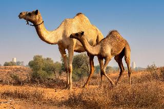 Al Wadi Desert, Ras Al Khaimah, Ritz-Carlton hotel fotoÄŸrafÄ±