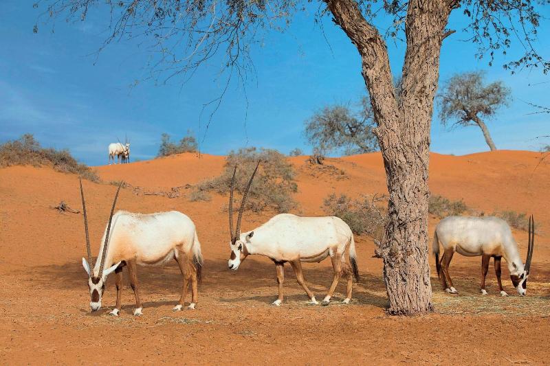 Al Wadi Desert, Ras Al Khaimah, Ritz-Carlton hotel - Genel