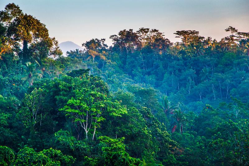 Ashoka Tree Resort at Tanggayuda Ubud - Oda