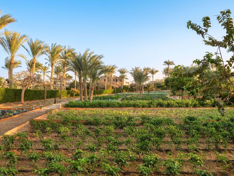 Movenpick Resort El Quseir - Genel