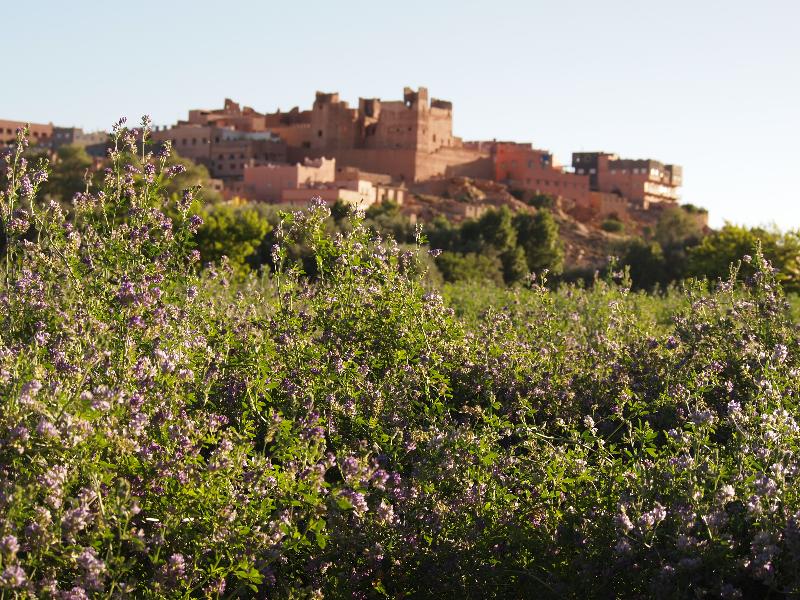 Saghro - Genel