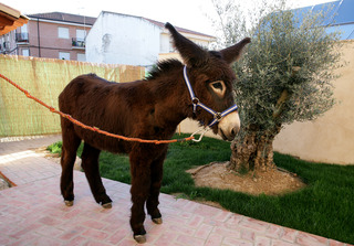 Posada los Condestables fotoÄŸrafÄ±