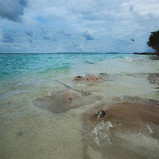 Taj Coral Reef Resort & Spa fotoÄŸrafÄ±