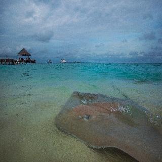 Taj Coral Reef Resort & Spa fotoÄŸrafÄ±