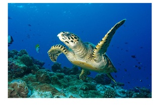 Sun Siyam Iru Fushi Maldives fotoÄŸrafÄ±