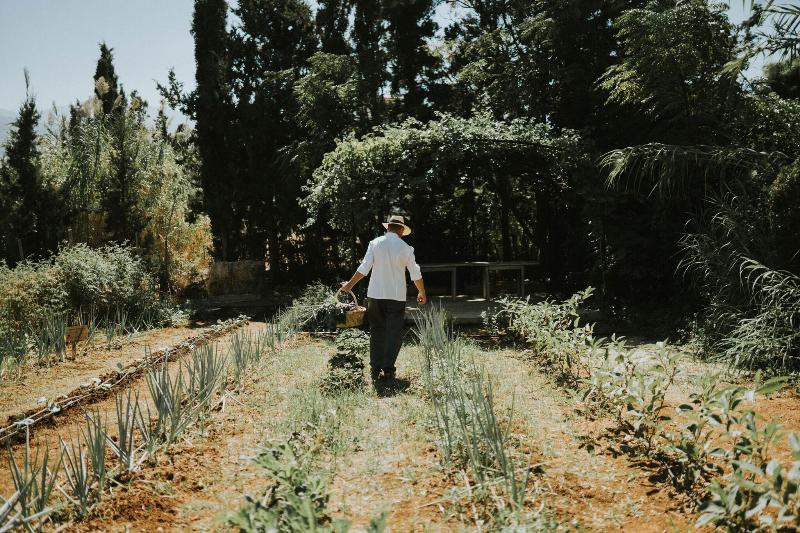 Phāea Cretan Malia - Teras