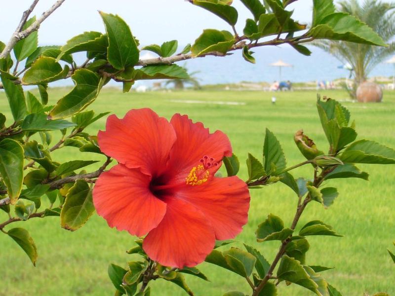 Natura Beach - Genel