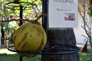 Cocotinos Sekotong Lombok fotoÄŸrafÄ±