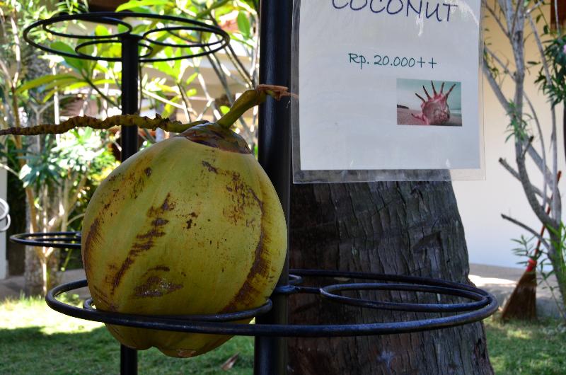Cocotinos Sekotong Lombok - Bar