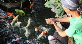 Dusun Jogja Village Inn fotoÄŸrafÄ±