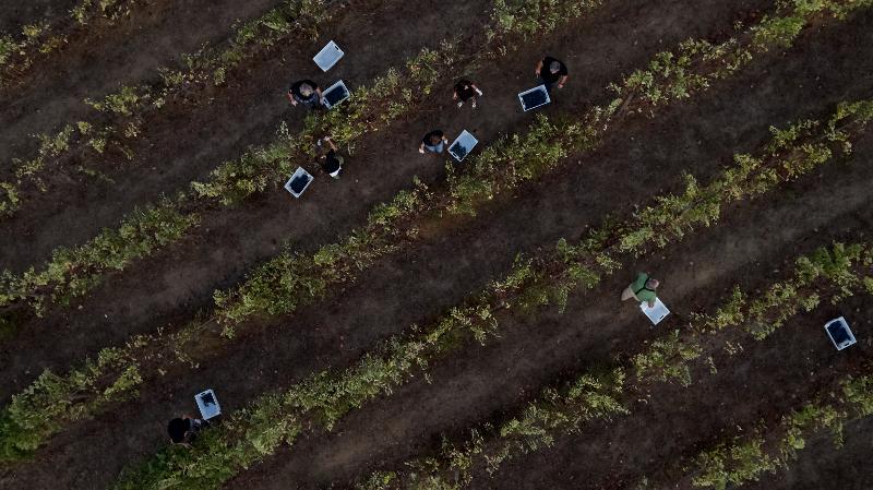 L'AND Vineyards - Genel