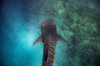 Nova Maldives fotoÄŸrafÄ±