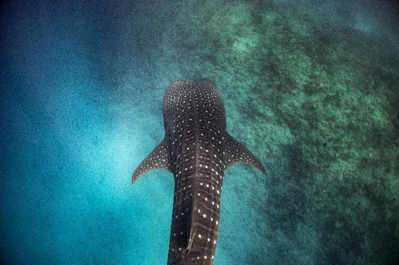 Nova Maldives - Aktivite