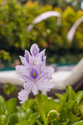 Rama Phala Resort & Spa fotoÄŸrafÄ±