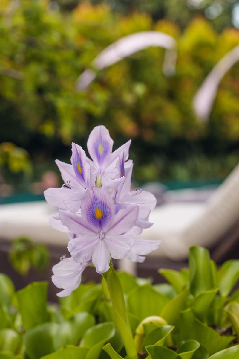 Rama Phala Resort & Spa - Genel