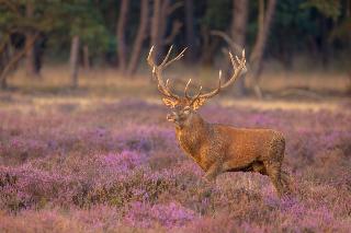 Hotel Veluwe De Beyaerd fotoÄŸrafÄ±