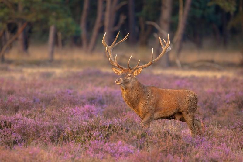 Hotel Veluwe De Beyaerd - Aktivite