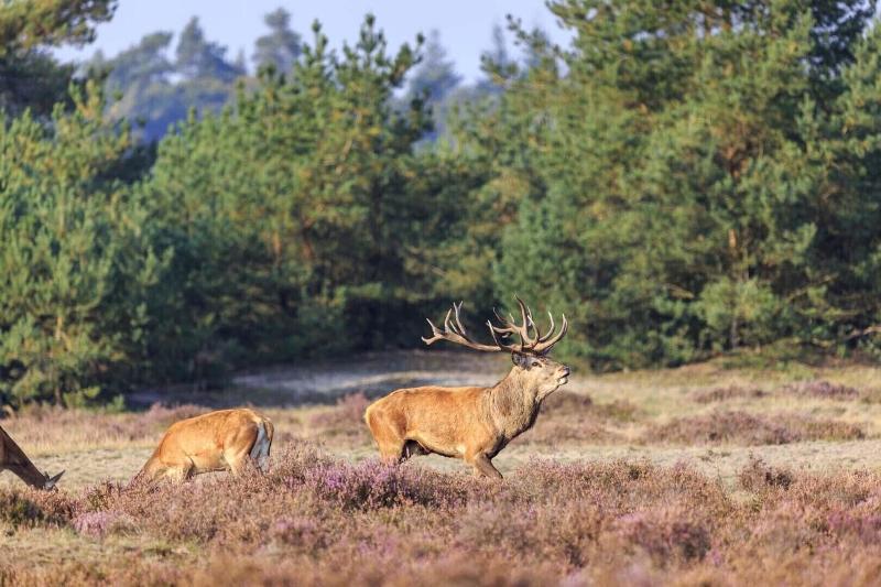Hotel Veluwe De Beyaerd - Aktivite