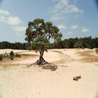 Hotel Veluwe De Beyaerd fotoÄŸrafÄ±