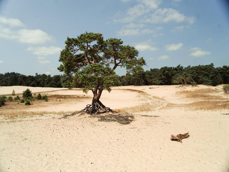 Hotel Veluwe De Beyaerd - Genel