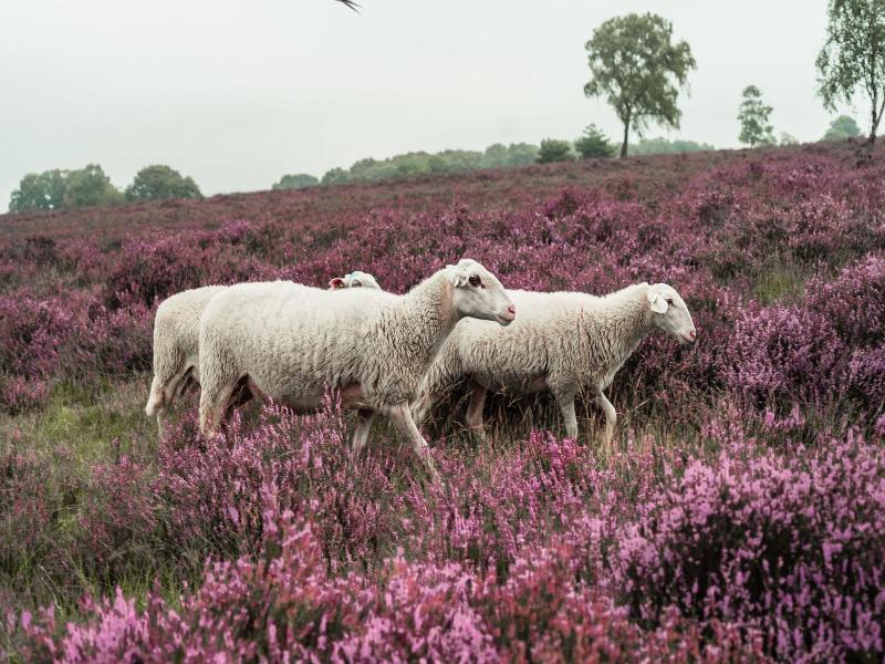 Hotel Veluwe De Beyaerd - Genel