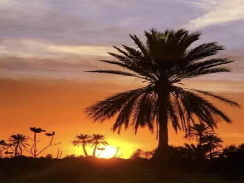 Djerba Orient - Genel