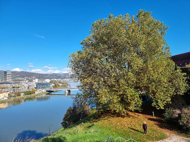 Ibis Styles Linz - Aktivite