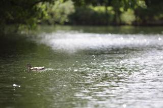The Runnymede on Thames fotoÄŸrafÄ±