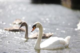 The Runnymede on Thames fotoÄŸrafÄ±