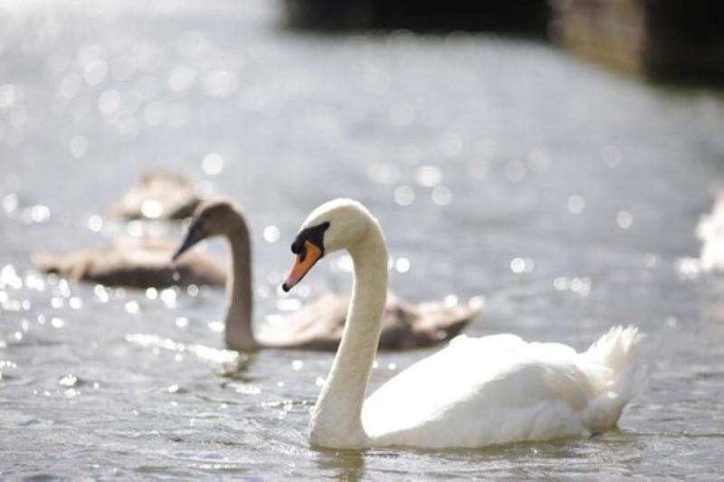 The Runnymede on Thames - Genel