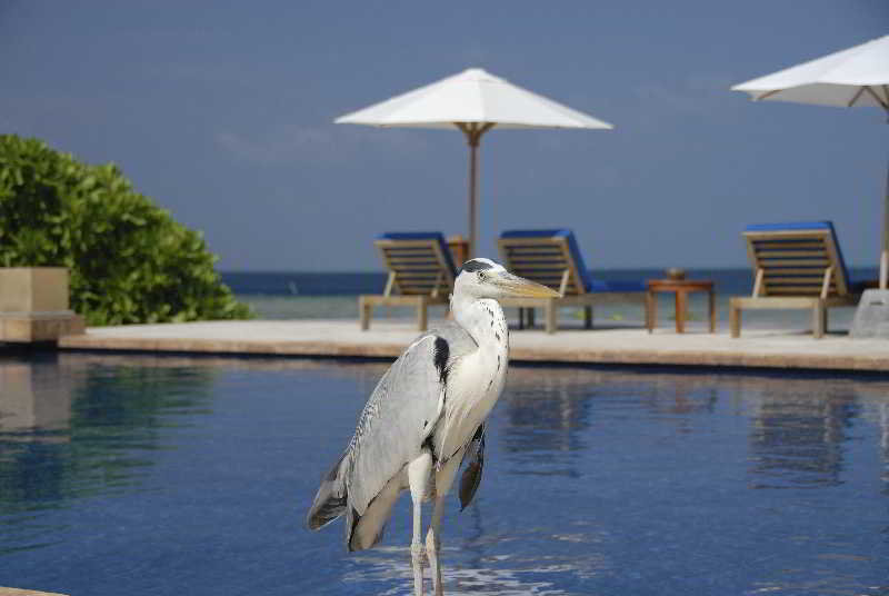 OBLU by Atmosphere at Helengeli fotoÄŸrafÄ±