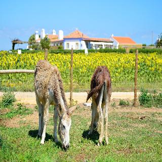 Herdade do Touril fotoÄŸrafÄ±