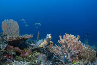 Six Senses Laamu fotoÄŸrafÄ±