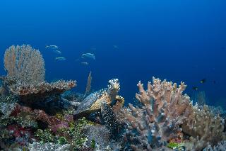 Six Senses Laamu fotoÄŸrafÄ±