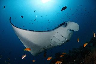 Soneva Fushi fotoÄŸrafÄ±