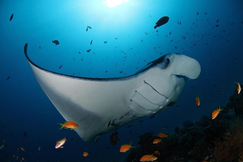 Soneva Fushi - Genel
